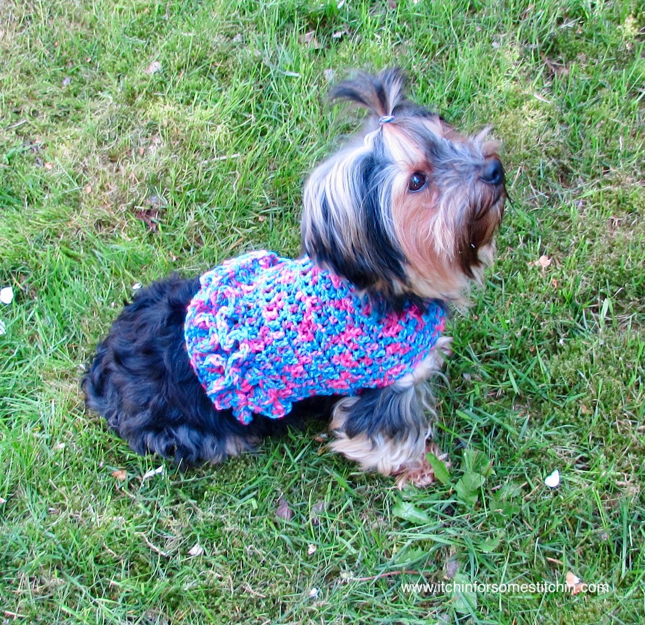 crochet dog sweater with buttons