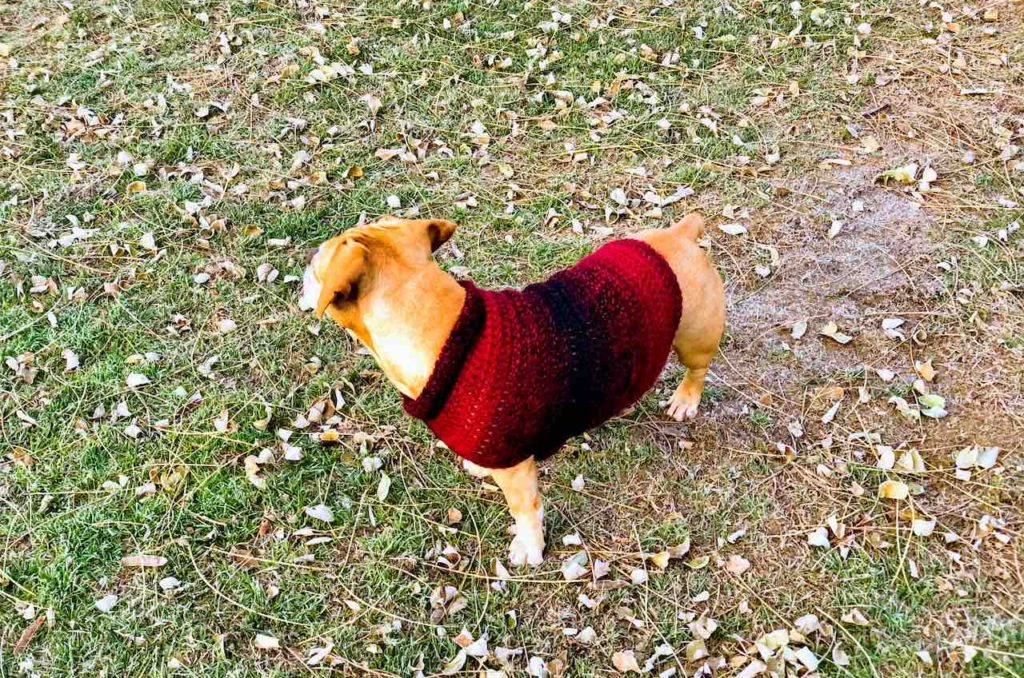 Crochet Dog Sweater Pattern by www.itchinforsometitchin.com