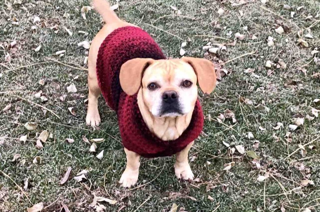 Free quick & easy medium dog sweater pattern by www.itchinforsomestitchin.com